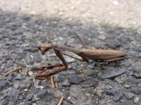 Statilia maculata
