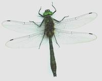 Cordulia aenea - Downy Emerald