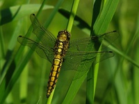 Orthetrum cancellatum - Black-tailed Skimmer