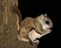Image of: Glaucomys volans (southern flying squirrel)