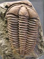 Conocoryphe sulzeri