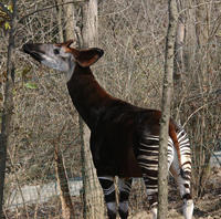 Image of: Okapia johnstoni (okapi)