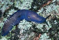 Bielzia coerulans