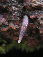 Clausilia rugosa parvula