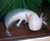 Ambystoma mexicanum - Axolotl