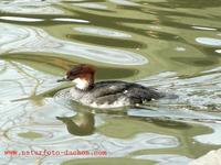 Mergellus albellus - Smew