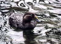 Somateria mollissima - Common Eider