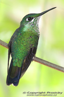 Heliodoxa jacula - Green-crowned Brilliant