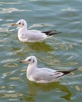 Larus ridibundus - Common Black-headed Gull