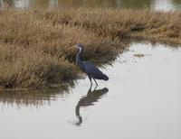 Egretta gularis - Western Reef-Egret