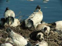 Threskiornis molucca - Australian White Ibis