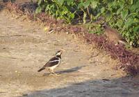 Gracupica contra - Asian Pied Starling