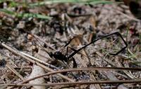 Image of: Pelecinus polyturator