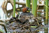 Tachybaptus ruficollis - Little Grebe