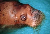 Odobenus rosmarus - Walrus