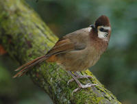 Image of: Garrulax sannio (white-browed laughingthrush)