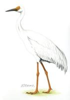 Image of: Grus leucogeranus (Siberian crane)