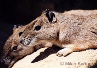 Kerodon rupestris - Rock Cavy