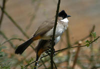 Image of: Pycnonotus xanthorrhous (brown-breasted bulbul)