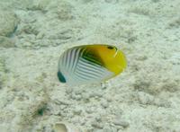 Chaetodon auriga - Cross-stripe Butterfly