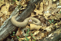 Image of: Agkistrodon piscivorus (cottonmouth)