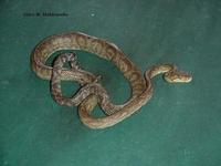 Image of: Corallus ruschenbergerii (Central American tree boa)
