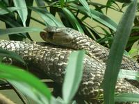 Naja naja - Central Asian Cobra