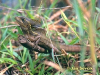 Basiliscus basiliscus - Basilisk