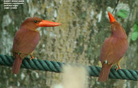 Ruddy Kingfisher - Halcyon coromanda