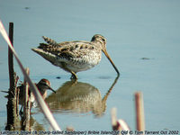 Latham's Snipe - Gallinago hardwickii