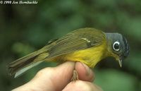 White-spectacled Warbler - Seicercus affinis