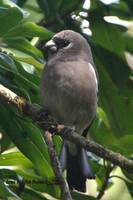 Brown Bullfinch - Pyrrhula nipalensis