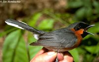 Spectacled Monarch - Monarcha trivirgatus