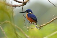 Azure Kingfisher