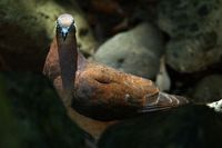 Brown cuckoo Dove