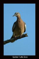 Spotted Turtle Dove