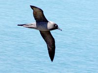 Light-mantled Albatross - Phoebetria palpebrata