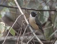 Tylas Vanga (Tylas eduardi) photo