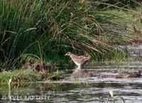 Spotted Crake - Porzana porzana