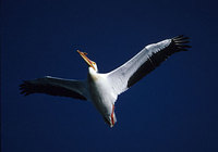 American White Pelican (Pelecanus erythrorhynchos) photo