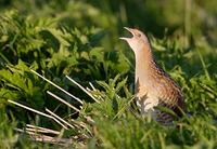 Corn Crake (Crex crex) photo