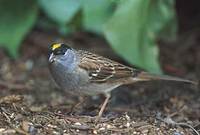 Golden-crowned Sparrow (Zonotrichia atricapilla) photo