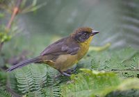 Tricolored Brush-Finch (Atlapetes tricolor) photo