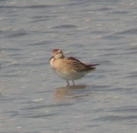 Sharp-tailed Sandpiper - Calidris acuminata