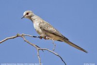 Diamond Dove - Geopelia cuneata