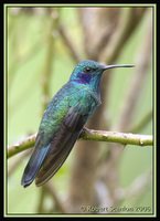 Green Violet-ear - Colibri thalassinus