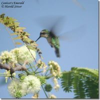 Canivet's Emerald - Chlorostilbon canivetii