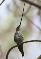 Sword-billed Hummingbird - Ensifera ensifera