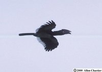 Trumpeter Hornbill - Ceratogymna bucinator