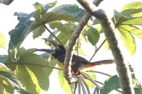 Chestnut-eared Aracari - Pteroglossus castanotis